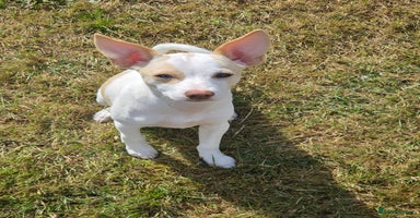 Mixed Breed dogs - Advert 1