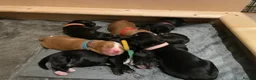 Cocker Spaniel dogs for sale: Cocker Spaniels looking for loving homes in Bradford - Advert 4