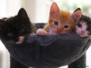 Domestic Shorthair cats Last little ginger boy - Advert 1