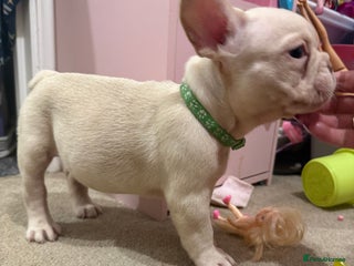 French Bulldog dogs Cream/ platinum French Bulldog puppy , ready now❤️ - Advert 10