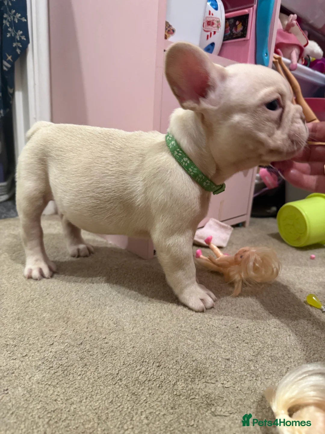 French Bulldog dogs for sale: Cream/ platinum French Bulldog puppy , ready now❤️ - Advert 9