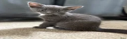 Mixed Breed cats for sale: Stunning lilac grey white kittens  in Rickmansworth - Advert 4