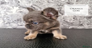 French Bulldog dogs - Advert 5