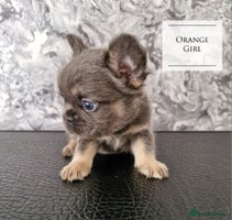 French Bulldog dogs - Advert 4