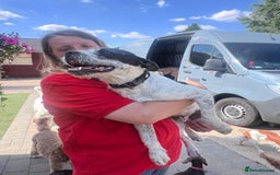 Mixed Breed dogs for adoption: Cute Hunor looking for LOVE - Image 16