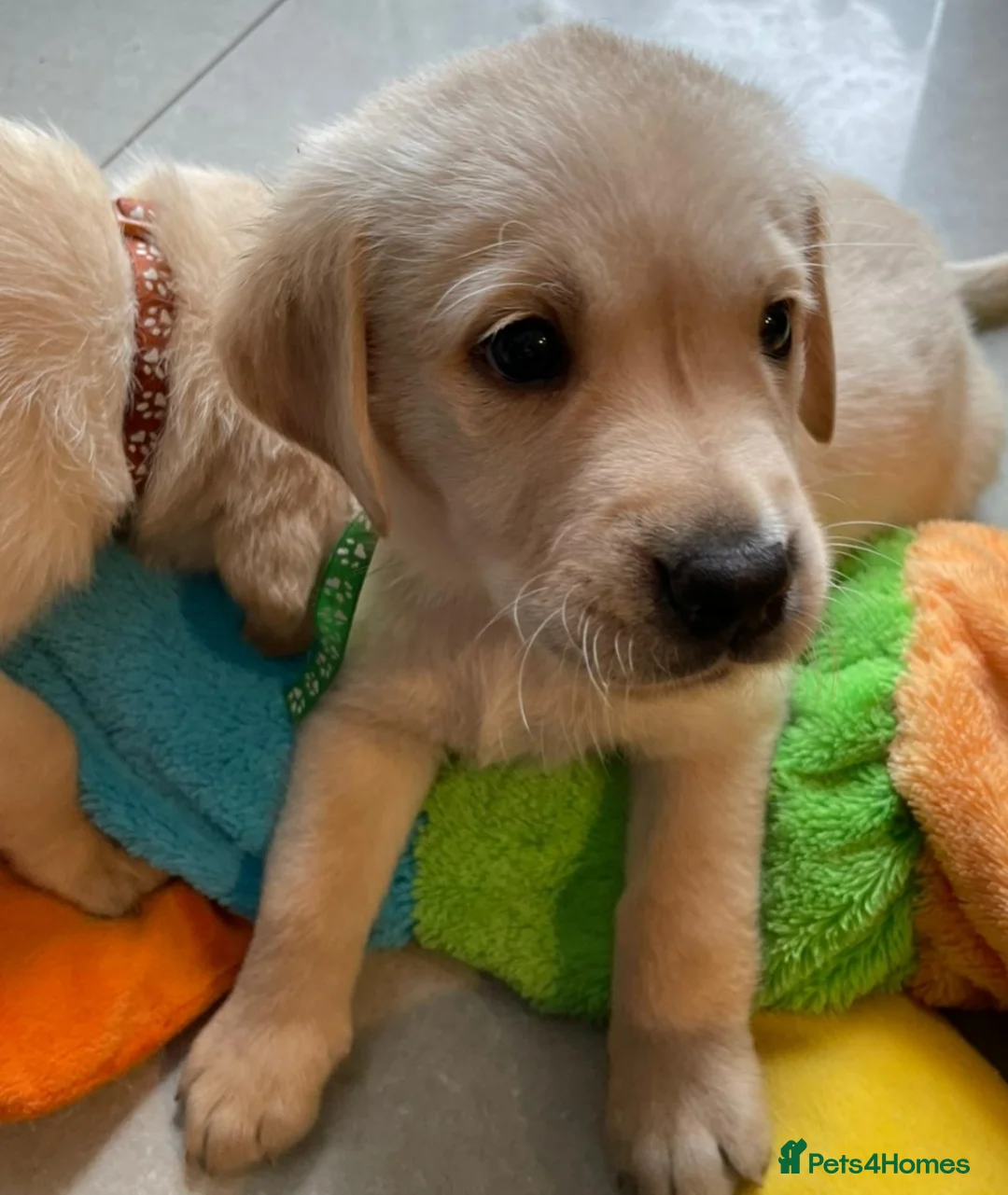 Golden Retriever dogs for stud: exceptional PROVEN dog available for stud  in Northwich - Advert 24