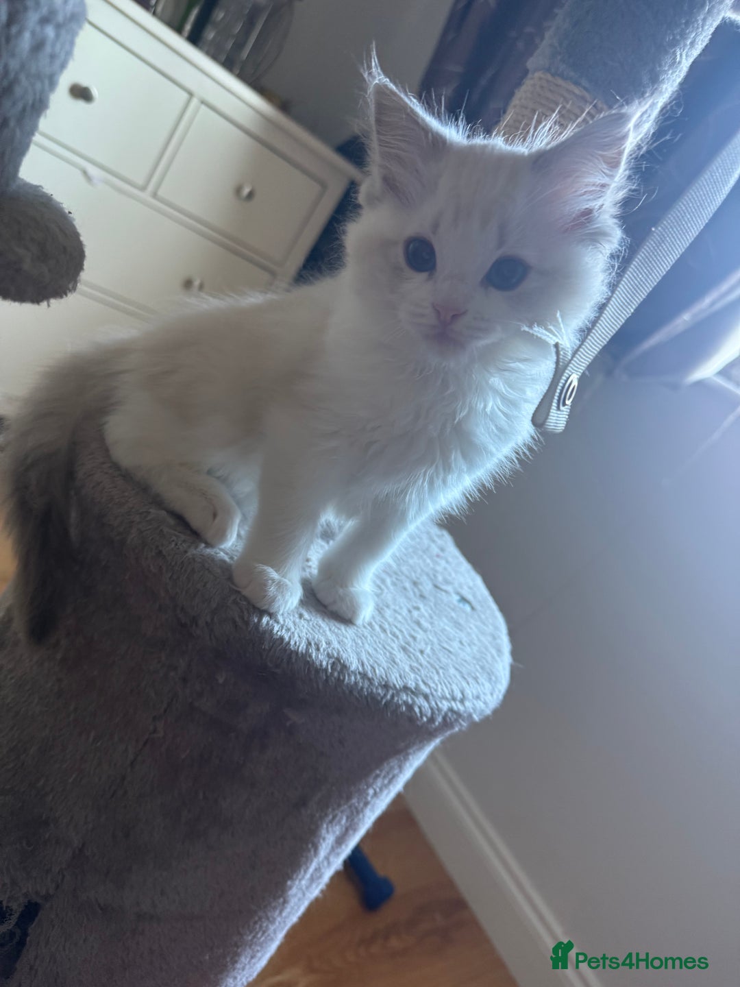 Ragdoll cats for sale: Two beautiful kittens - Image 5