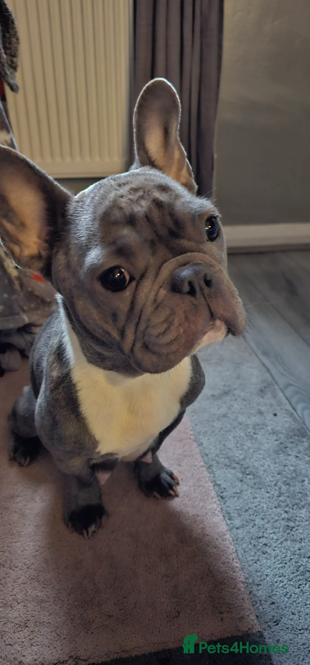 French Bulldog dogs for sale:  7x beautiful Frenchie puppies for sale  - Advert 2