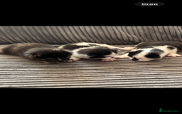 Mixed Breed cats for sale: Kittens  - Image 6
