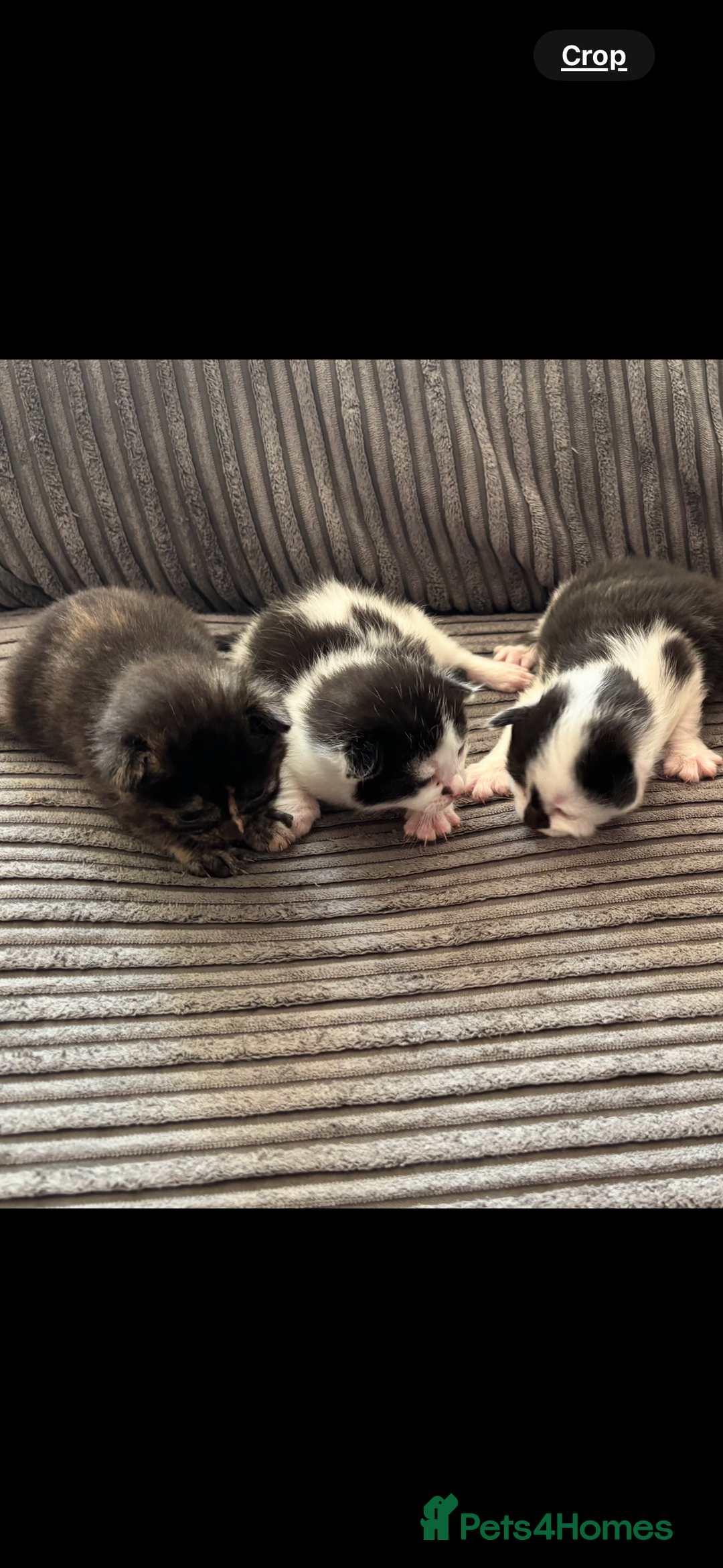 Mixed Breed cats for sale: Kittens  - Image 6