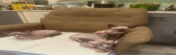 Sphynx cats for sale: Sphinx 2boys kitchens - Advert 9