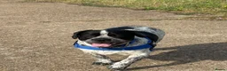 Mixed Breed dogs for sale: Looking for a forever home - Advert 3