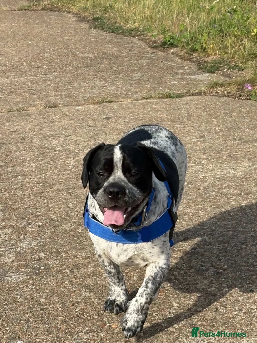 Mixed Breed dogs for sale: Looking for a forever home - Advert 3