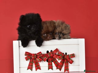 Pomeranian dogs ✨ PERFECT ✨ POMERANIANS with free delivery 🚚 ❤️ - Advert 7