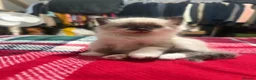 Mixed Breed cats for sale: Brother and sister kittens  - Advert 5