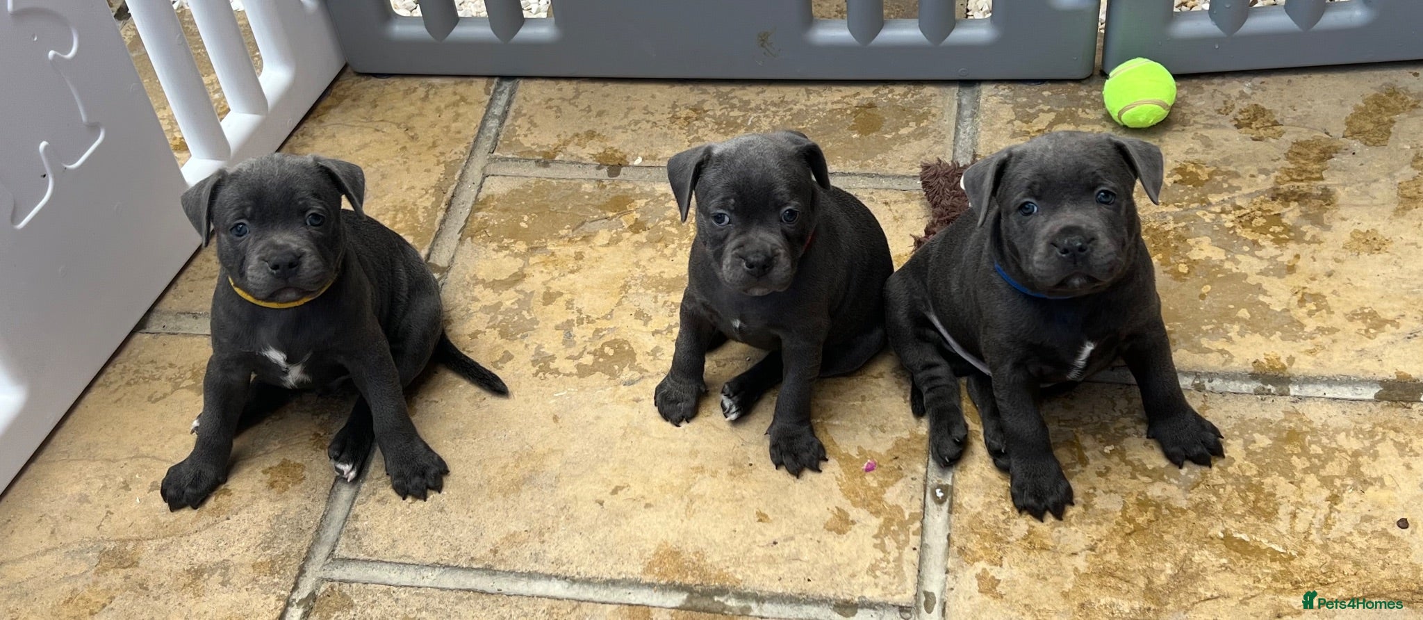 Staffordshire Bull Terrier dogs Stunning KC registered Staffy puppies 💙💙🩷🩷🩷 - Advert 2