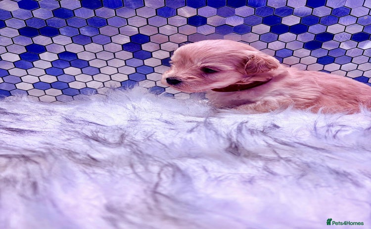 Maltipoo dogs - Advert 7