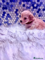 Maltipoo dogs F1 Maltipoo 🧸 fully DNA and Health Tested - Advert 2