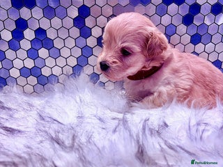 Maltipoo dogs F1 Maltipoo 🧸 fully DNA and Health Tested - Advert 18