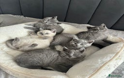 British Shorthair cats for sale: British shorthair kittens - Image 9
