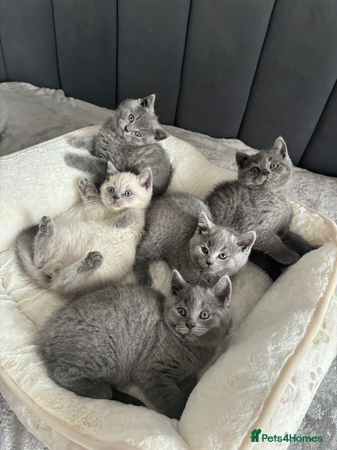 British Shorthair cats for sale: British shorthair kittens - Image 9