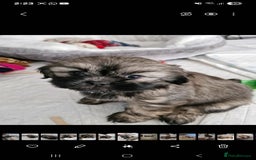 Shih Tzu dogs for sale: 6 Adorable FULL BREED Shih Tzu boy puppies.  - Image 4