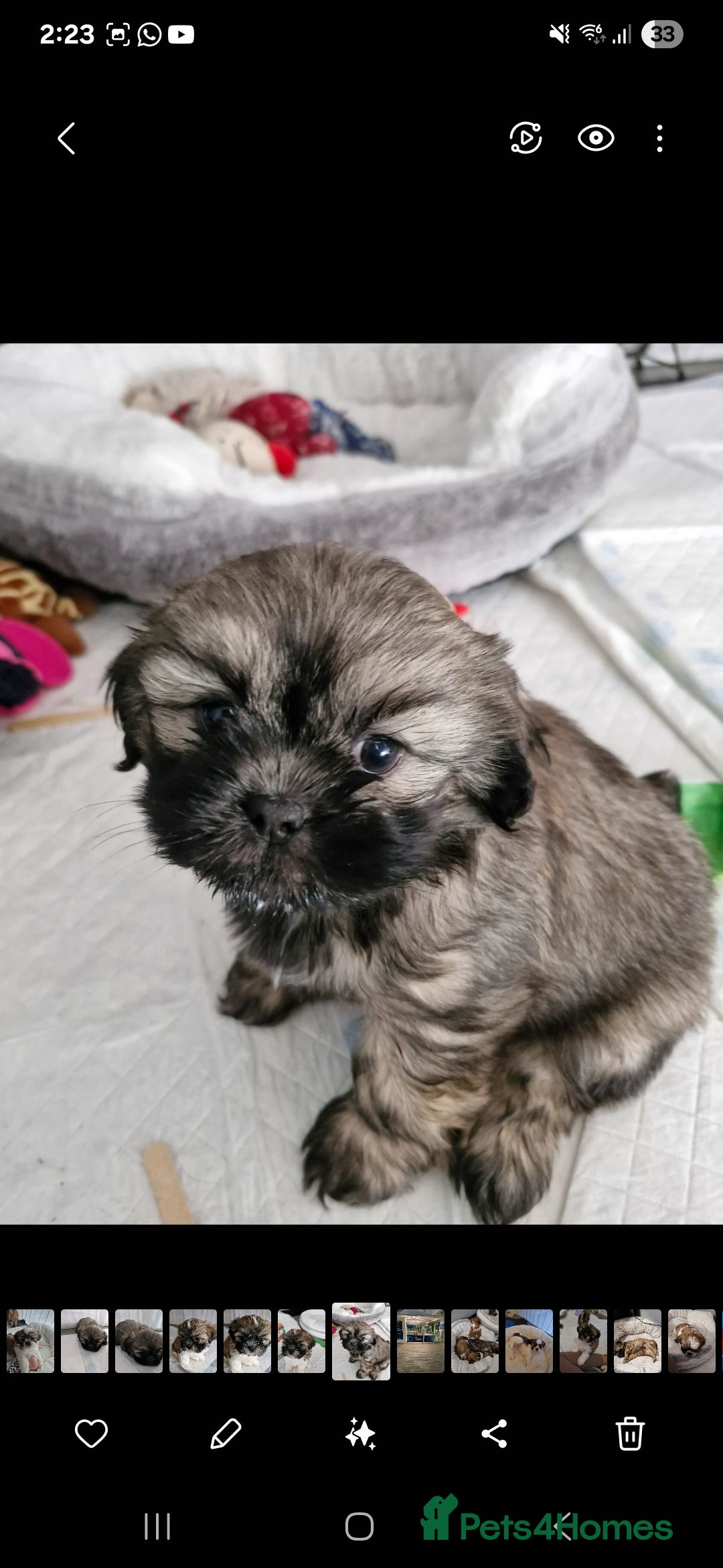 Shih Tzu dogs for sale: 6 Adorable FULL BREED Shih Tzu boy puppies.  - Image 4