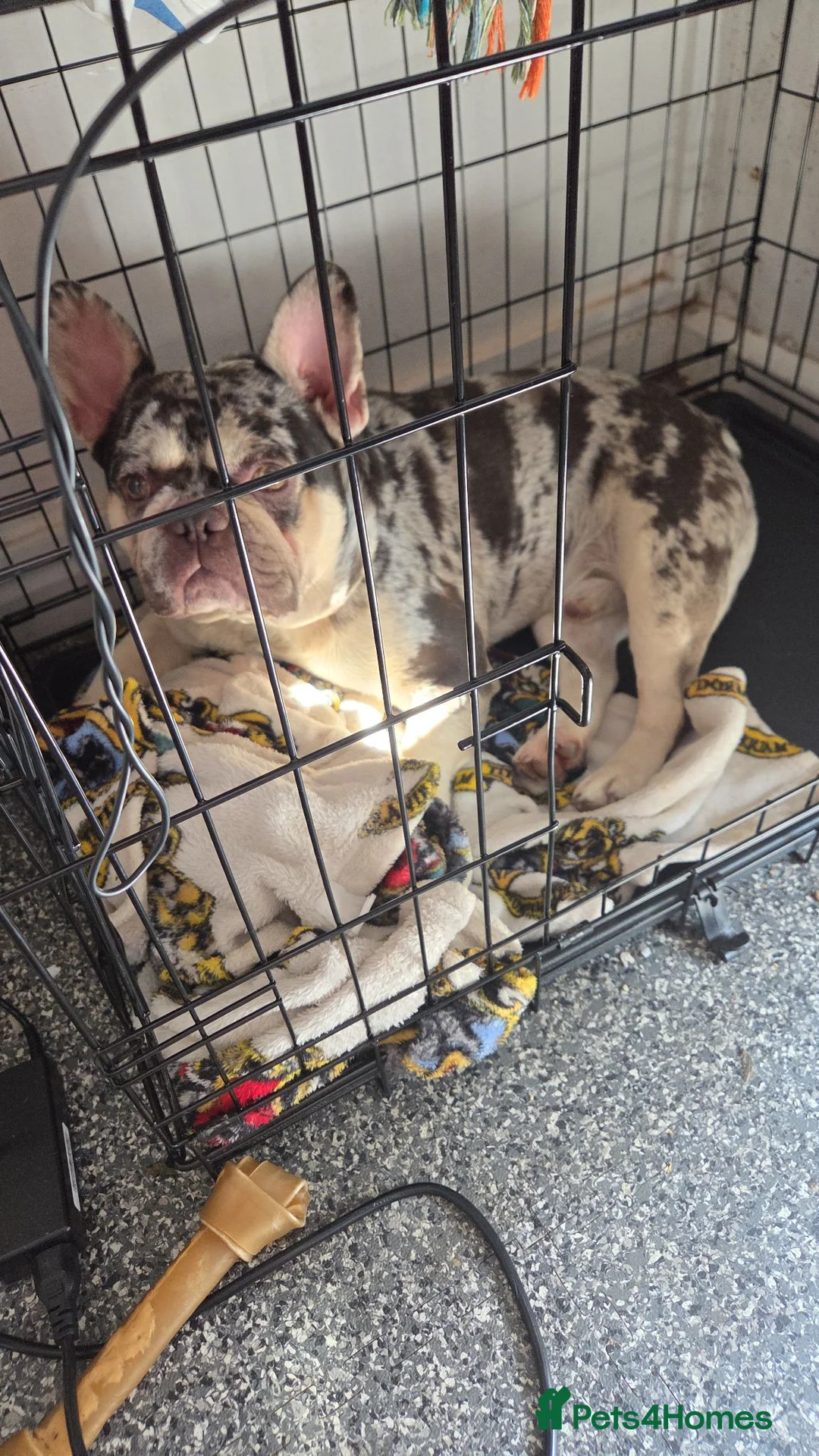 Mixed Breed dogs for sale: Frenchie cross to rehome - Advert 5