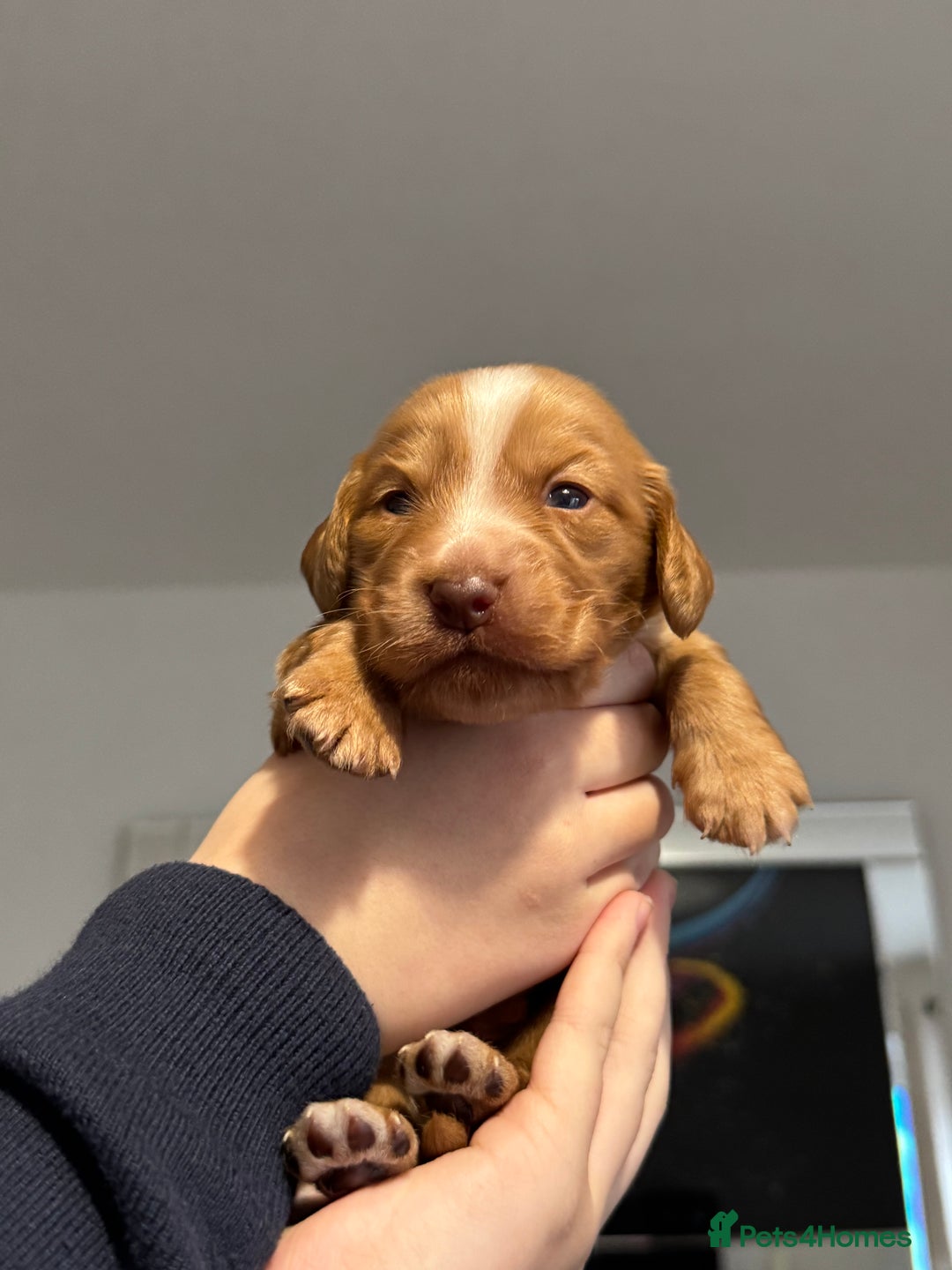 Cocker Spaniel dogs for sale: Red Cocker Spaniel Puppies - Image 34