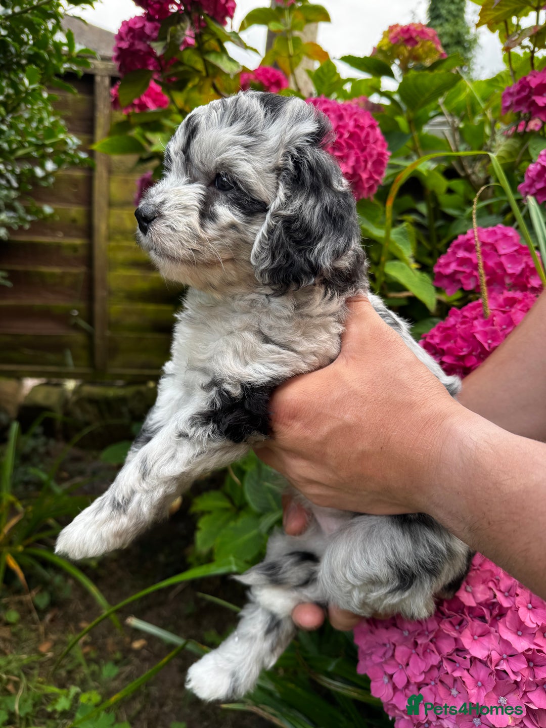 Labradoodle dogs for sale: One beautiful F1B Labradoodle puppy left!  - Image 15