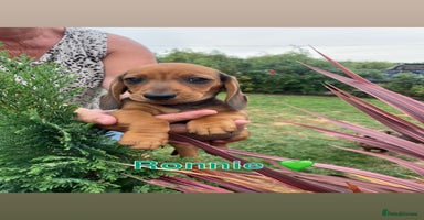 Miniature Dachshund dogs - Advert 7