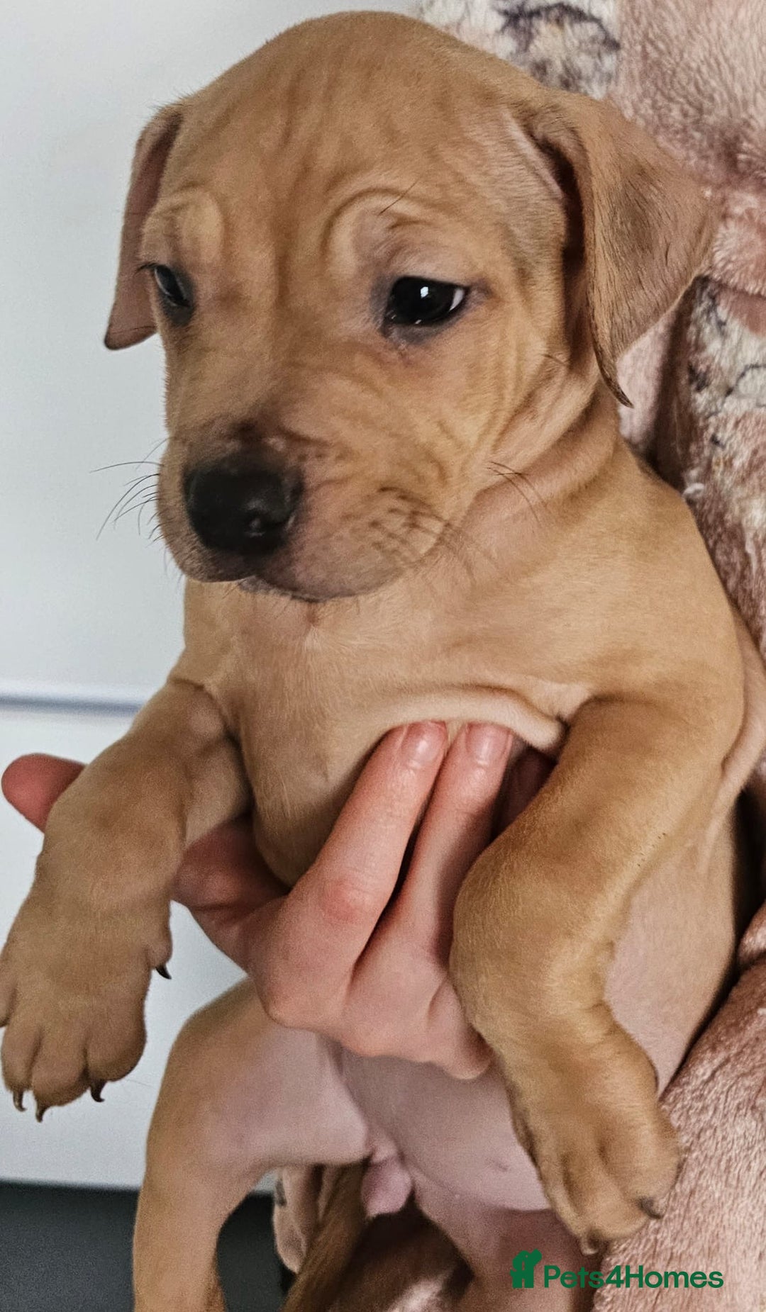 Mixed Breed dogs for sale: Bullmastiff cross pocket bully - Advert 18