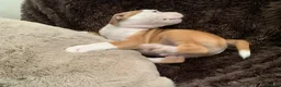 Staffordshire Bull Terrier dogs for sale: Male puppy Staffordshire bull terrior in Manchester - Advert 10