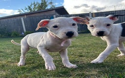 American Bulldog dogs for adoption: 5 GORGEOUS AM BULL X PUPS 12WKS OLD - Image 2