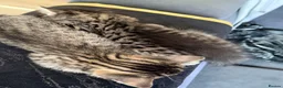 British Longhair cats for sale: Stunning fluffy British Longhair X Well Socialised in Norwich - Advert 21