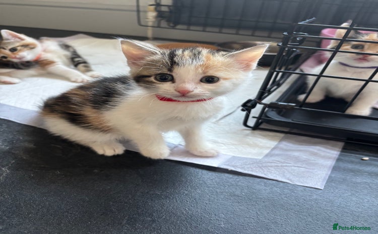 Mixed Breed cats - Advert 5