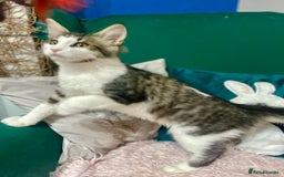 Maine Coon cats for sale: Gorgeous Black & Black Smoke kittens TICA parents - Image 31