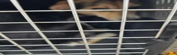 Mixed Breed dogs for adoption: 🐾❤️ LORI – A Little Heart Full of Love ❤️🐾 in Nottingham - Advert 5