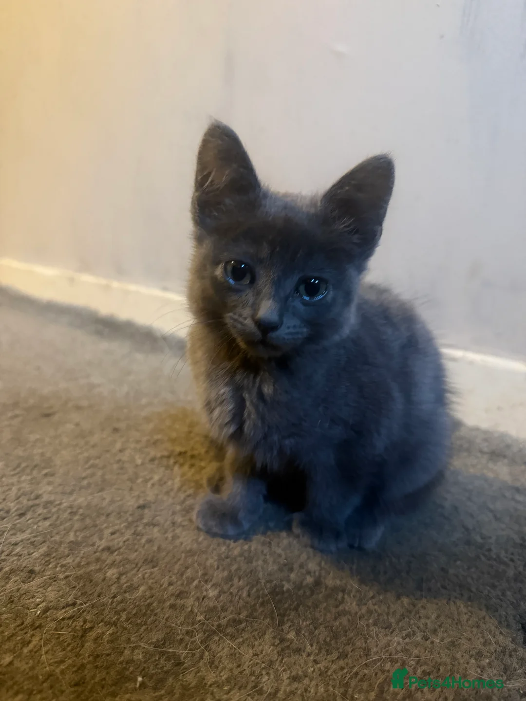 Munchkin cats for sale: Beautiful grey munchkin kitten  - Advert 4