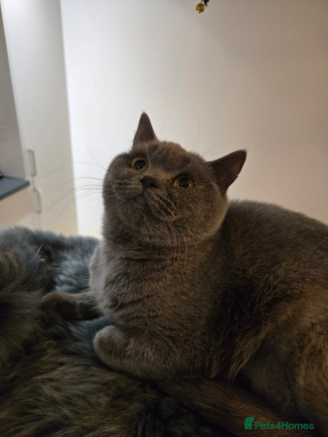 British Shorthair cats for sale: Blue British shorthair 9 months old £400 - Advert 3