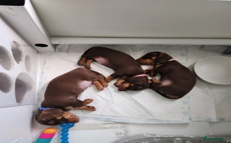 Miniature Dachshund dogs - Advert 8