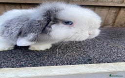 Mini Lop rabbits for sale: Mini lops  - Image 5