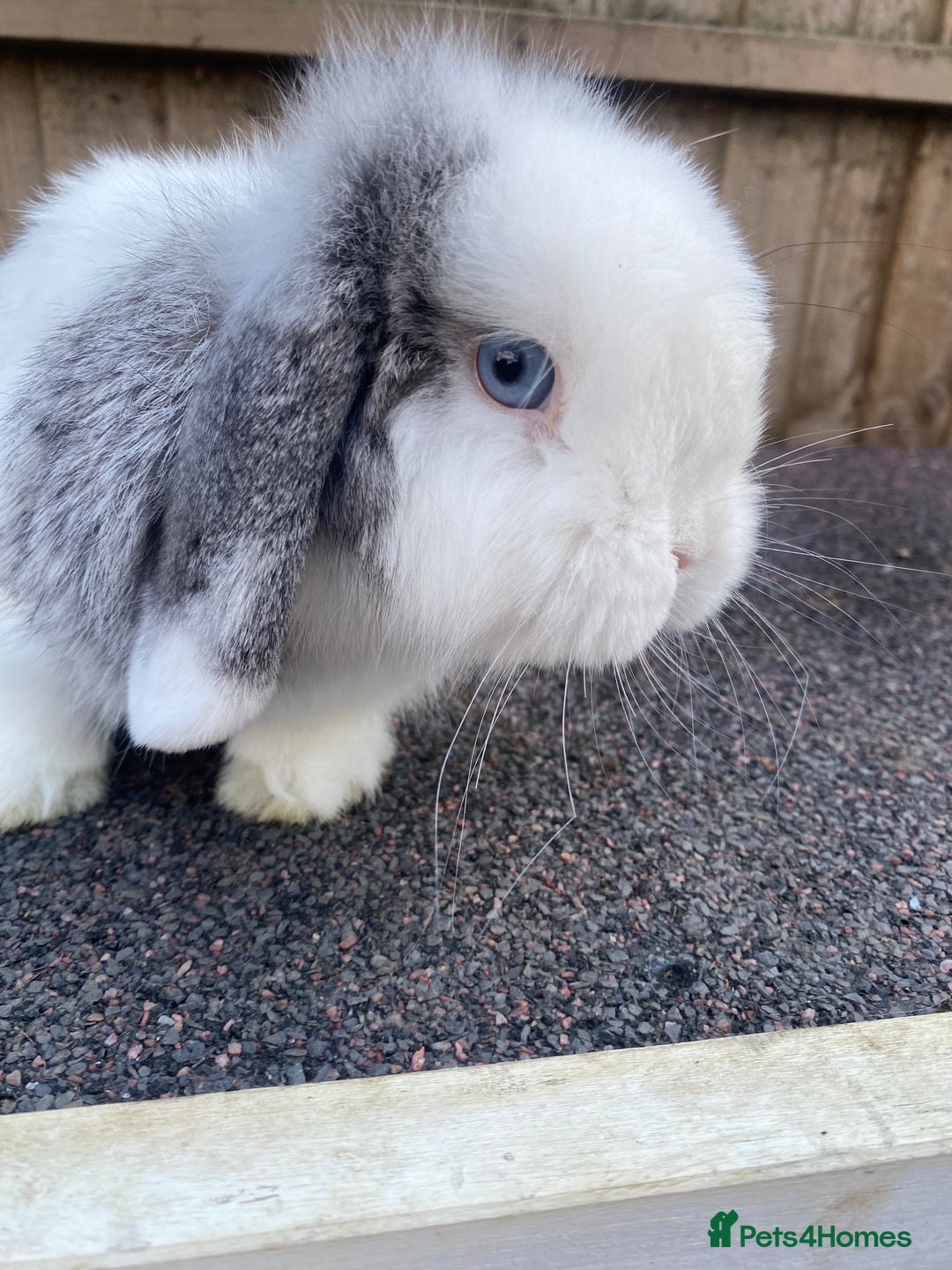 Mini Lop rabbits for sale: Mini lops  - Image 5