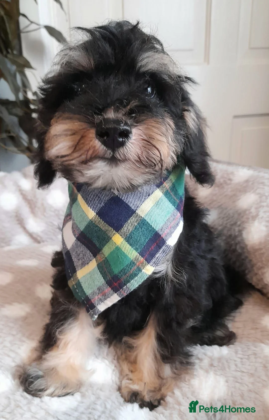 Schnoodle dogs for sale: Adorable Schnoodle puppies (ONLY TWO AVAILABLE) - Advert 2