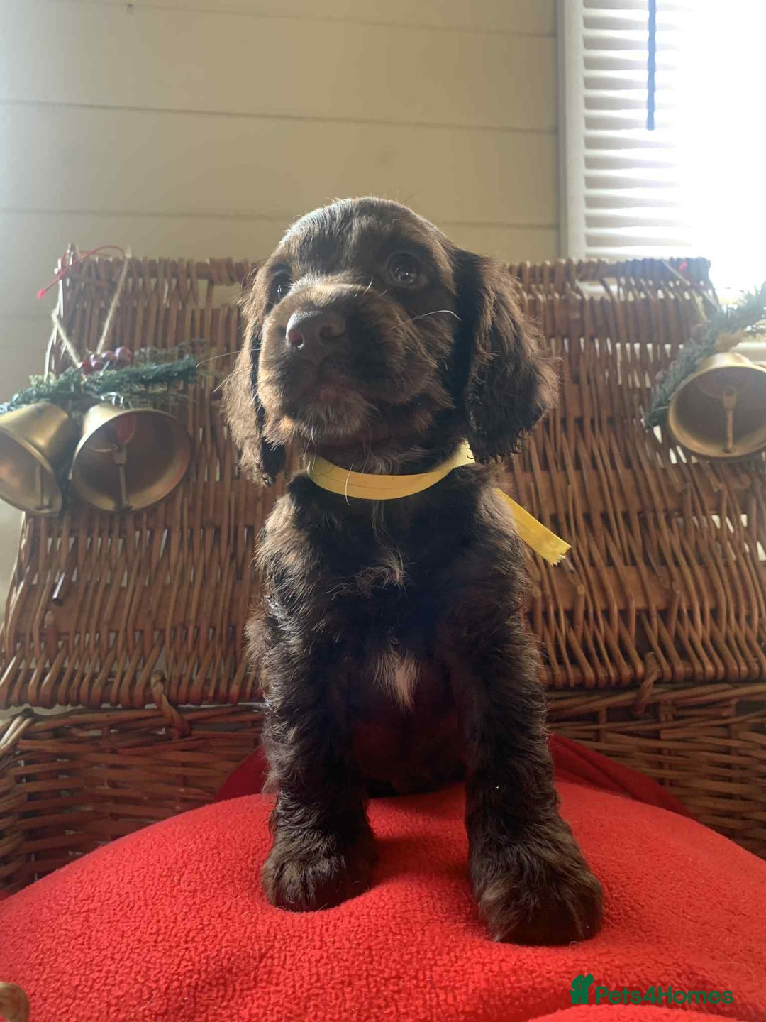 Cocker Spaniel dogs for sale: Beautiful cocker spaniel pups - Advert 7