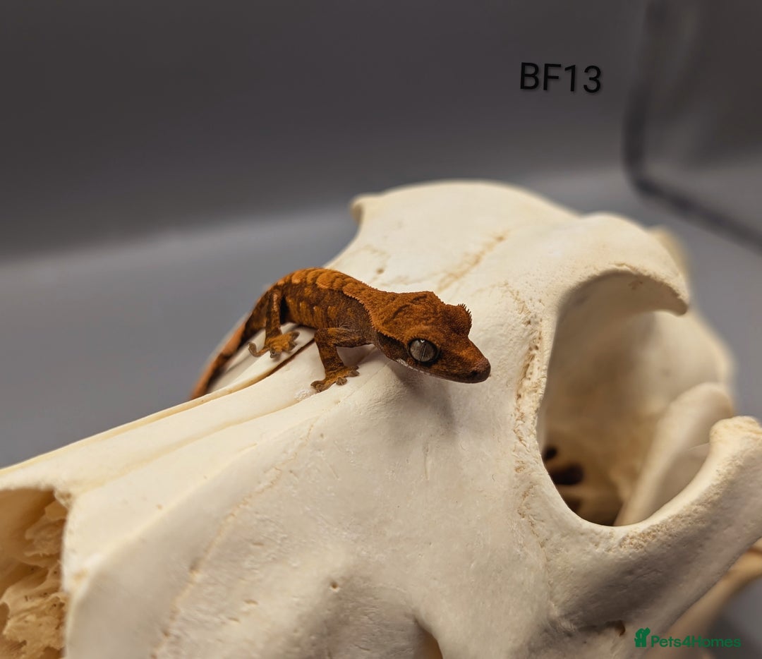 Gecko reptiles for sale: Red Flame Crested Gecko CB25 - Image 4