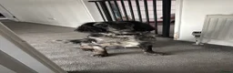Cocker Spaniel dogs for sale: Experienced home only!  in Haverhill - Advert 4