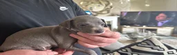 Italian Greyhound dogs for sale: Italian greyhound  - Advert 8