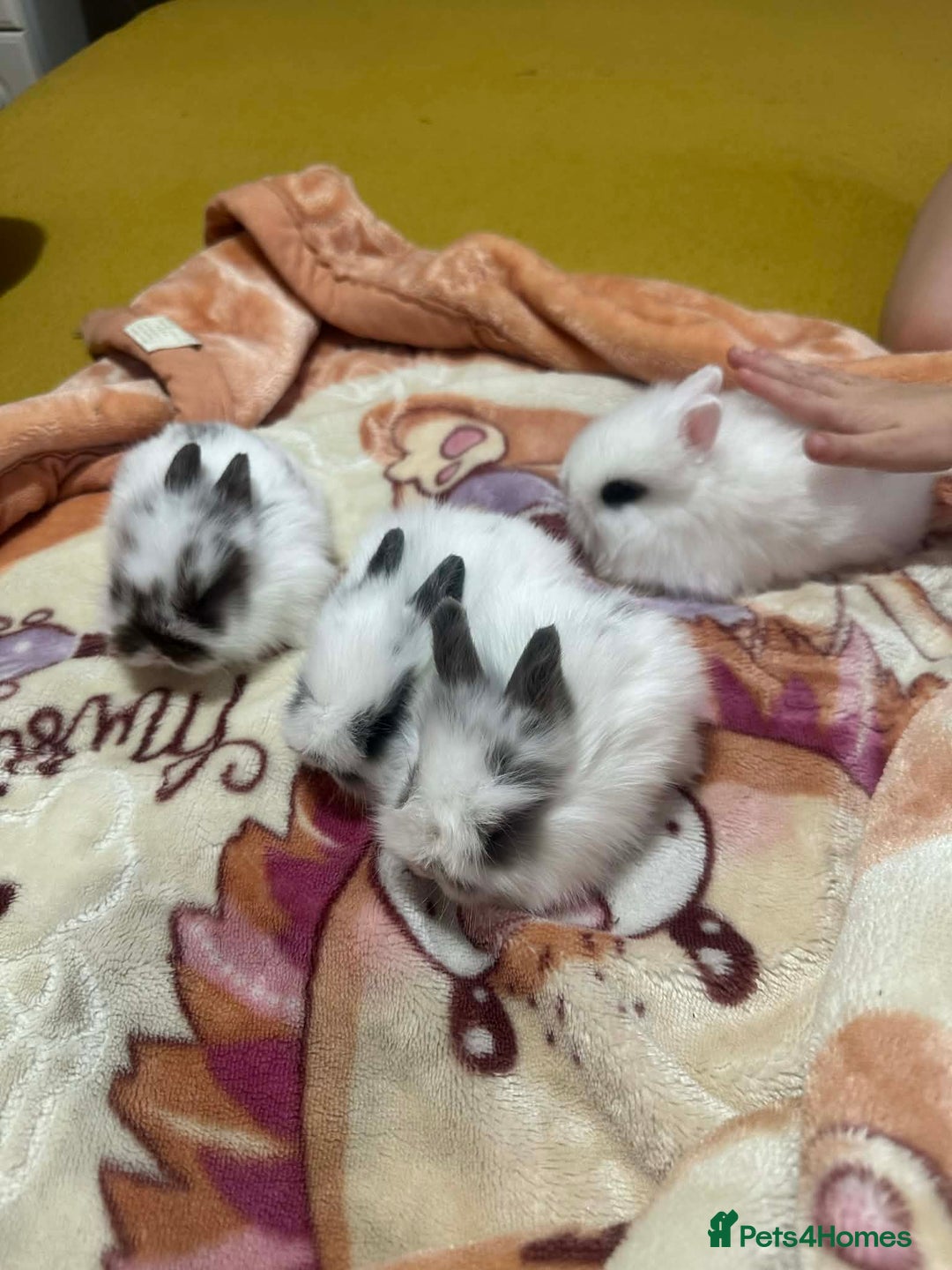 Lionhead rabbits for sale: 5 beautiful lion-headed  - Advert 3
