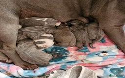 Staffordshire Bull Terrier dogs for stud: Amazing Blue Brindle Staffordshires Bull Terrier  - Image 20